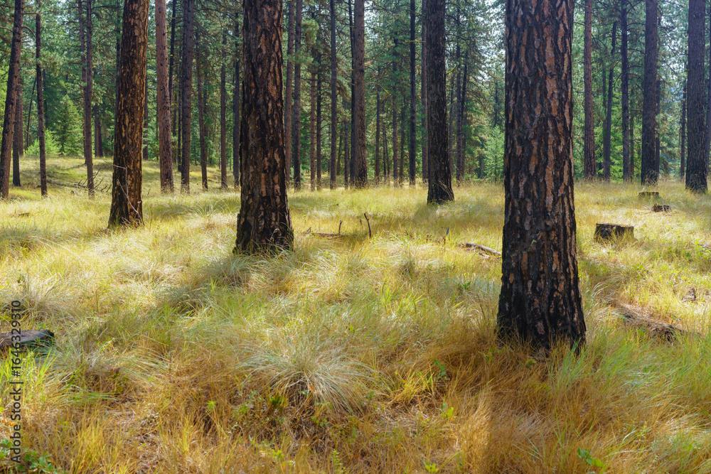 Obraz premium Murphy Creek Trail in Western Montana