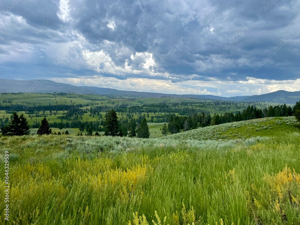 Fototapeta premium landscape of fields, trees and clouds