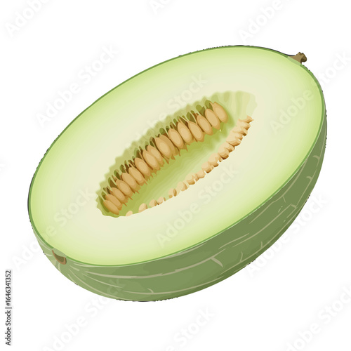 A detailed illustration of a halved green melon with pale flesh visible seeds and a striped rind.
