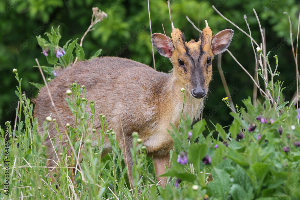 Fototapeta premium Muntjac Deer Buck In Vegetation