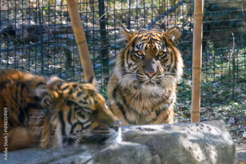 Pair of Zoo Tigers
