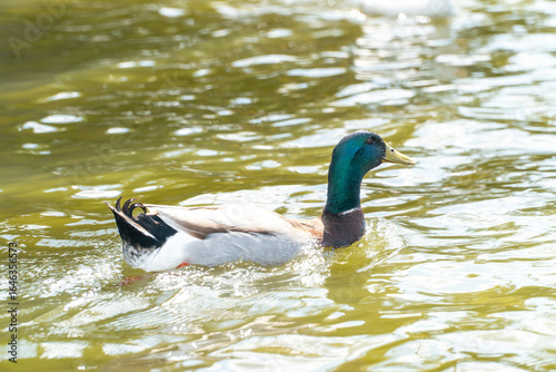 Pato cabeza verde
