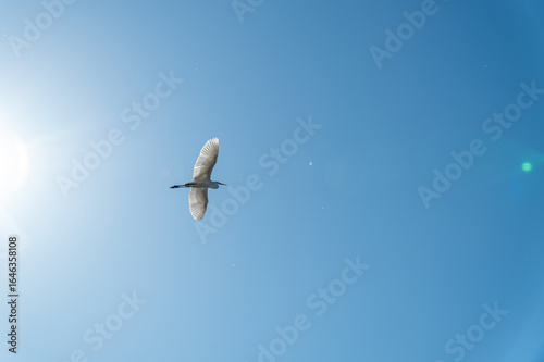 Ave en cielo azul