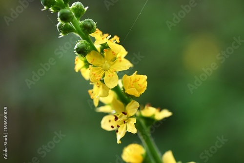 Quadro su tela Agrimonia pilosa flowers