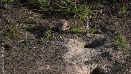 Wallpaper Mural Red fox kits in the Canadian Rockies in the spring, at their den Torontodigital.ca