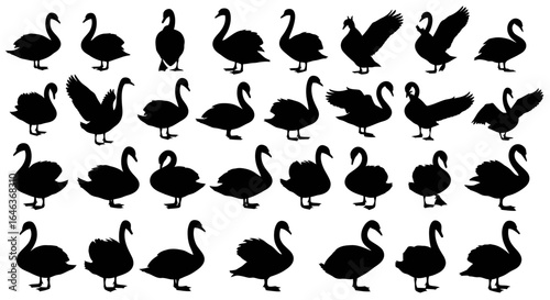 Elegant swan silhouettes in various natural poses, graceful vector set for serene and minimal designs, featuring swimming, flying, standing, and wing-spread black figures on solid white background