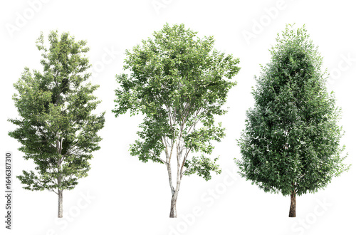  Three different tree models, green leaves, white background, realistic, high resolution, no shadows, no projection on the trees.
