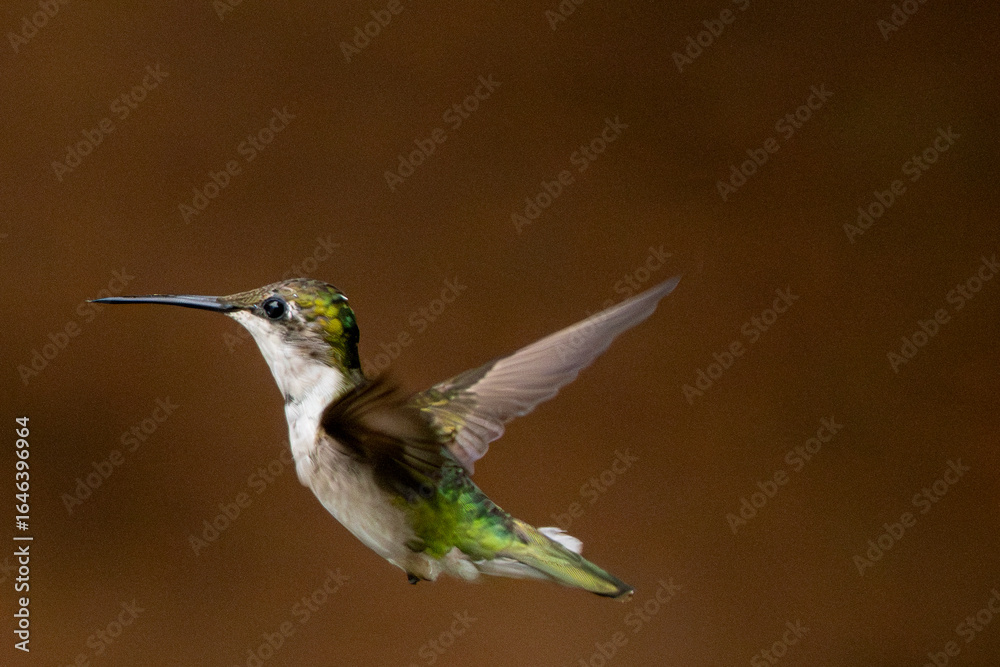 Fototapeta premium Hummingbird in flight on a summer morning.