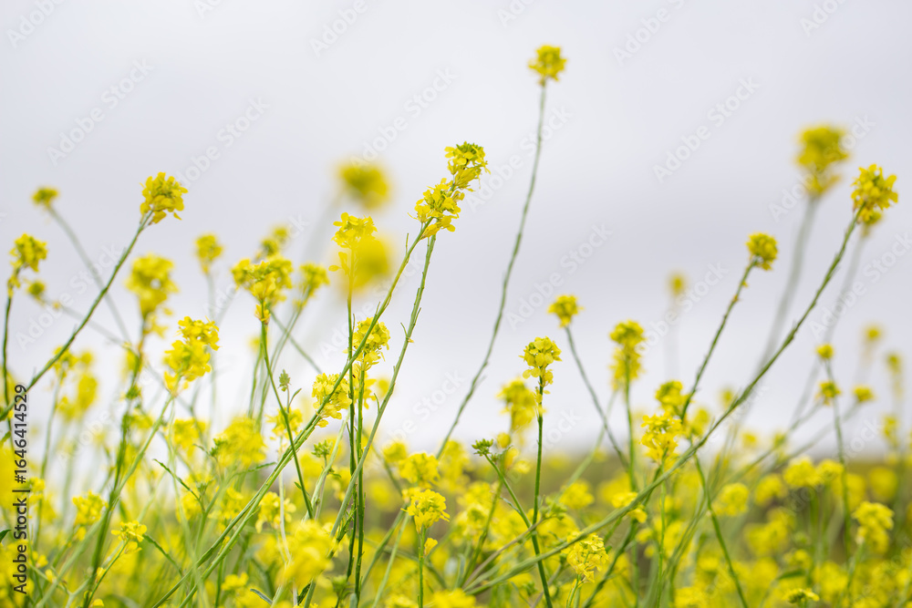 Close Up Photo of Real Outdoor Rape Flower, Yellow Turnip Rape Flowers
Close Up Photo of Real Outdoor Rape Flower, Yellow Turnip Rape Flowers