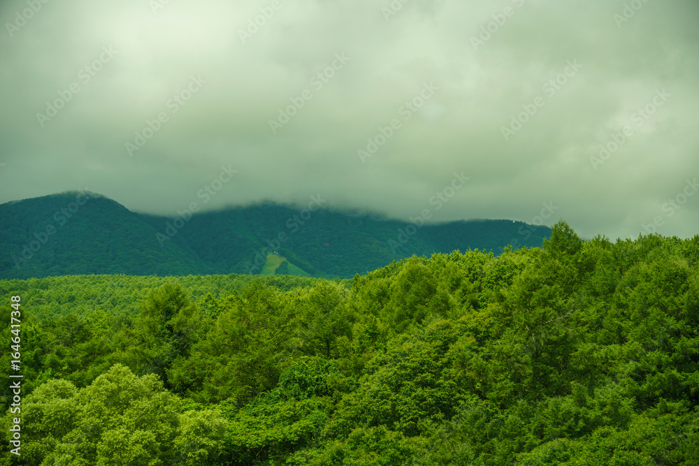 Obraz premium 夏の森、曇り空の山々