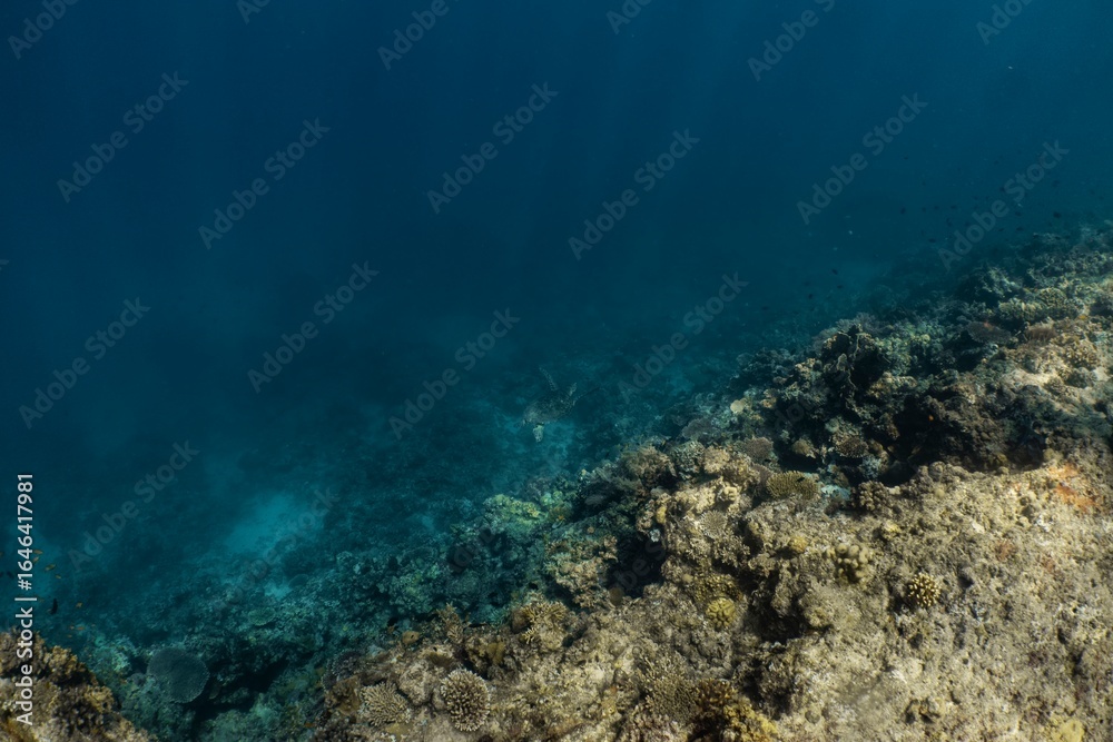 Fototapeta premium Underwater view of a vibrant coral reef ecosystem teeming with life.