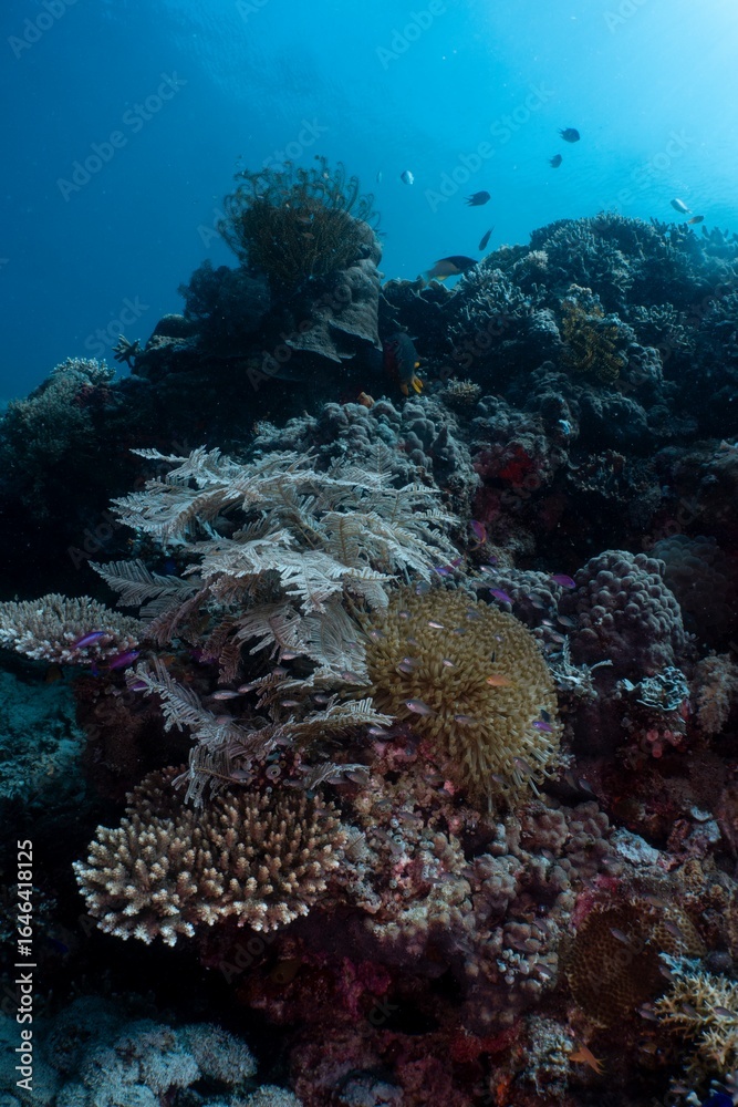 Fototapeta premium Vibrant coral reef teeming with marine life in a tropical ocean.