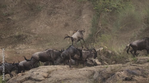Lion hunting wildebeest in the Maasai Mara during the great migration in Africa 