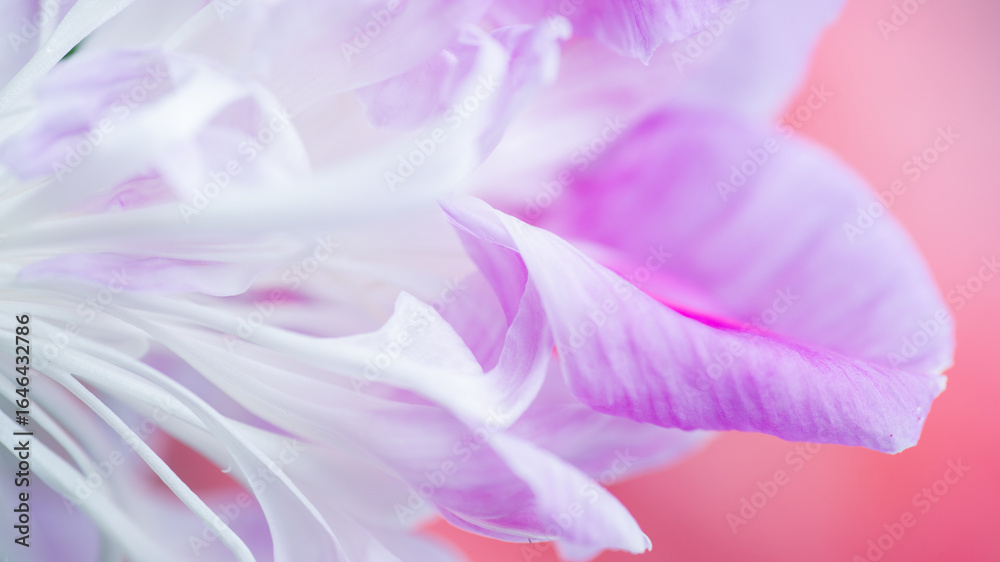 Abstract Macro Close up of Pink and White Petals 