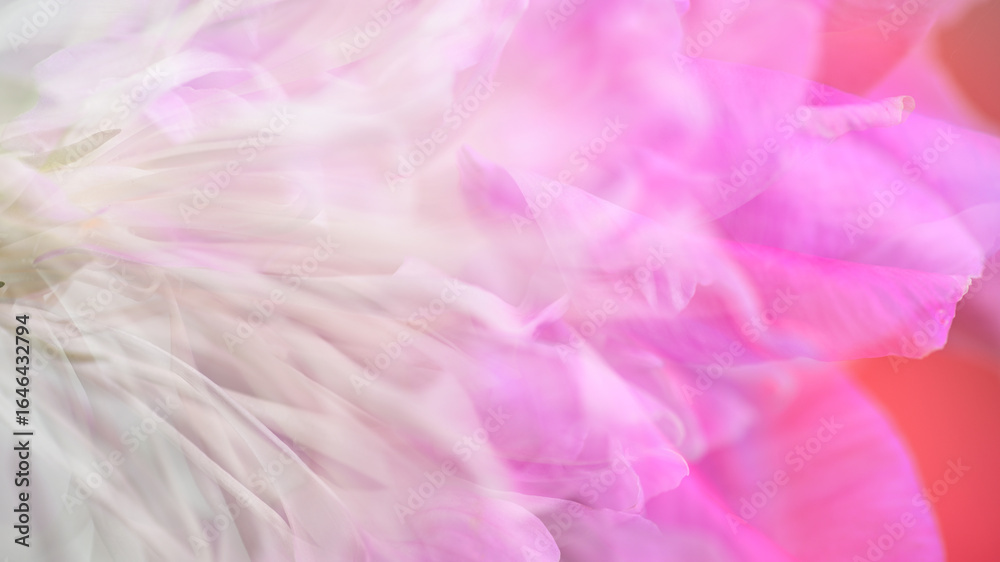 Obraz premium Abstract Macro Close up of Pink and White Petals 