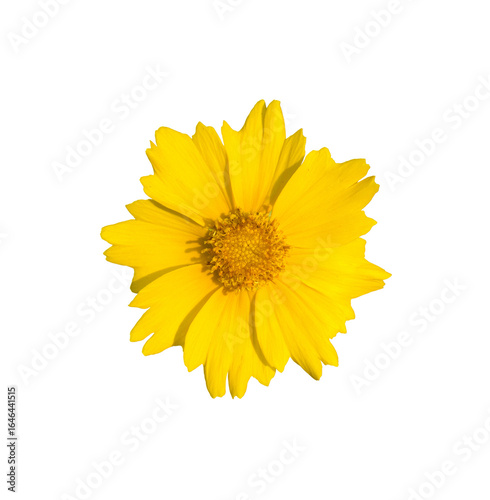 Golden-Wave flower