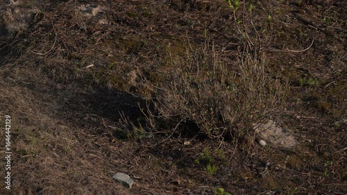 Wallpaper Mural Red fox kits in the Canadian Rockies in the spring, at their den Torontodigital.ca