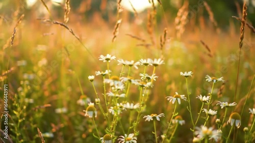 A field of daisies and tall grass bathed in golden sunlight during the golden hour