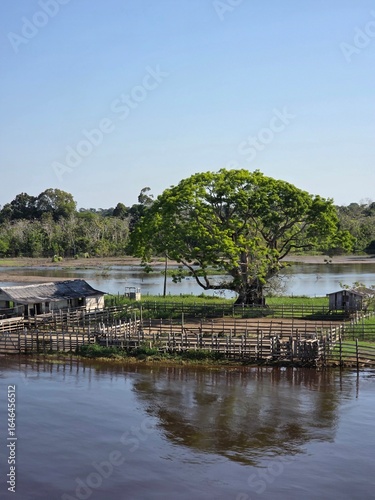 amazonia