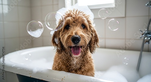 Adorable golden doodle enjoying a bubble bath in a vintage clawfoot tub surrounded by floating