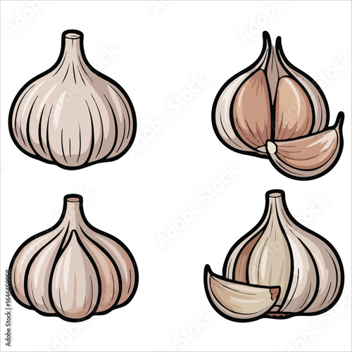 fresh garlic bulb vector art isolated white background