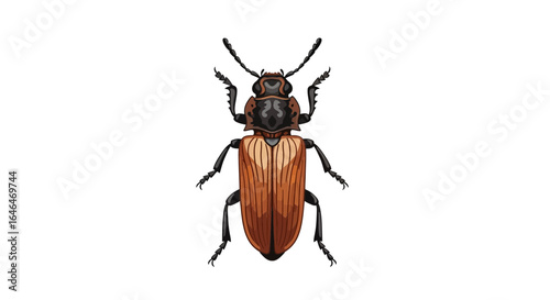 Detailed Illustration of a Brown Click Beetle isolated on white background