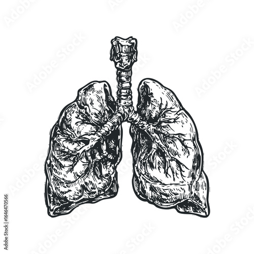 Detailed Sketch of Human Lungs with Trachea