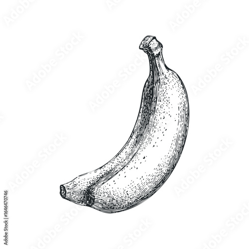 Black and white sketch of a single ripe banana