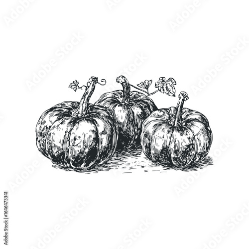 Group of Three Pumpkins with Vines and Leaves