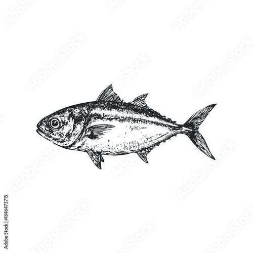 Detailed Hand-Drawn Sketch of a Silver Fish on White Background