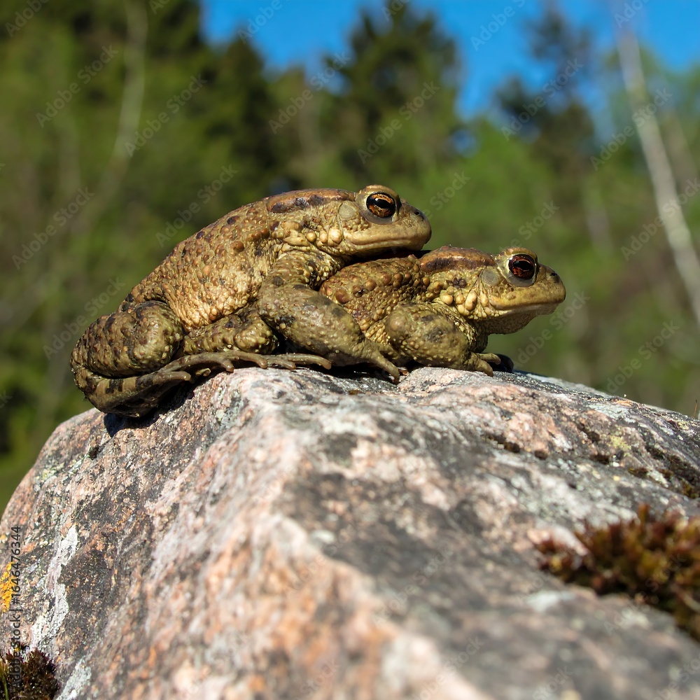 Obraz premium Two toads on a rock (1)