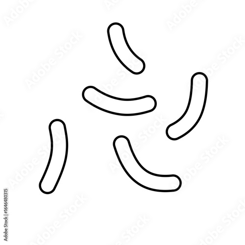 outline of lactobacillus bacterial microorganisms