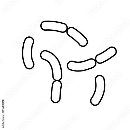 outline of lactobacillus bacterial microorganisms