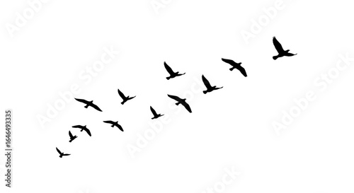 A flock of birds in silhouette flies in formation against a clean white background, symbolizing freedom and migration.