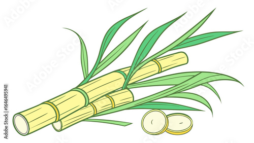 Sugarcane plant vector illustration for sugar production and healthy eating concept, fresh sugarcane stalks and leaves