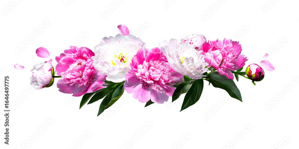 Fototapeta premium Pink and white peonies with falling petals and green leaves on white, cut out transparent