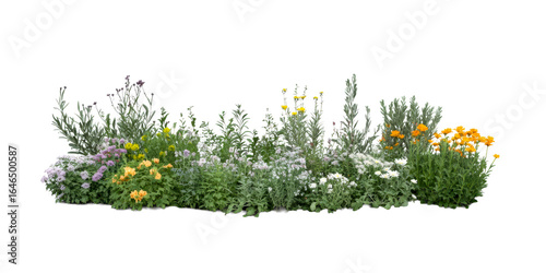 Fototapeta Naklejka Na Ścianę i Meble -  Mixed Garden Bed with Yellow, Orange and White Flowers, cut out transparent