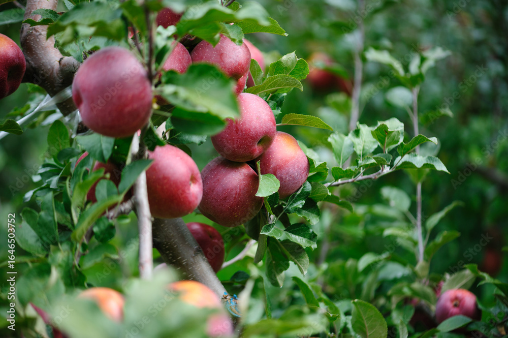 Obraz premium Red apples grow on tree in the garden