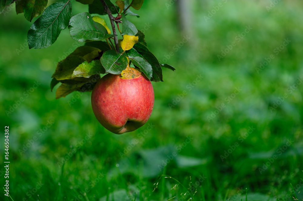 Obraz premium Red apples grow on tree in the garden