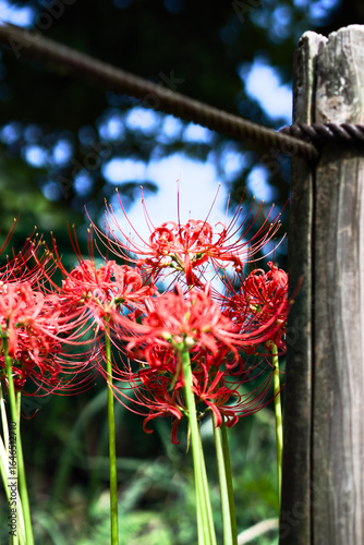 red flower in the garden