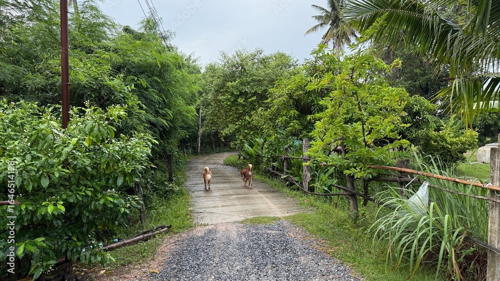 Fototapeta premium Thai dogs and nature and moisture