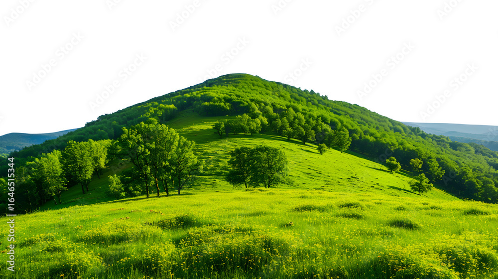 Obraz premium Lush green rolling hills dotted with trees under a bright sunny sky