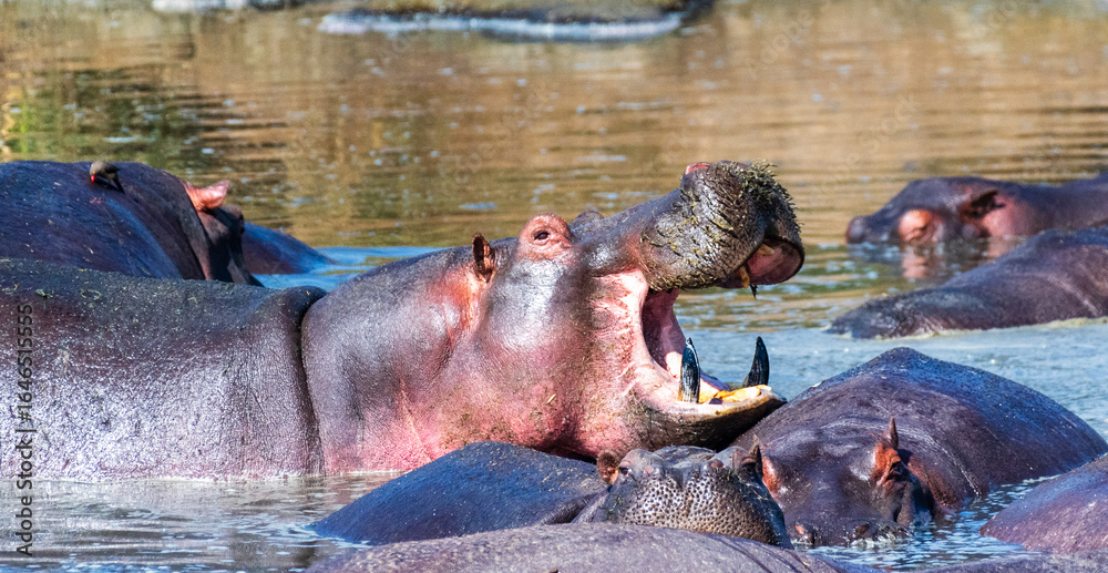 Fototapeta premium Telephoto of a hippopotamus, Hippopotamus amphibius, floating partially submerged in a hippo pool in the Serengeti National Park, Tanzania