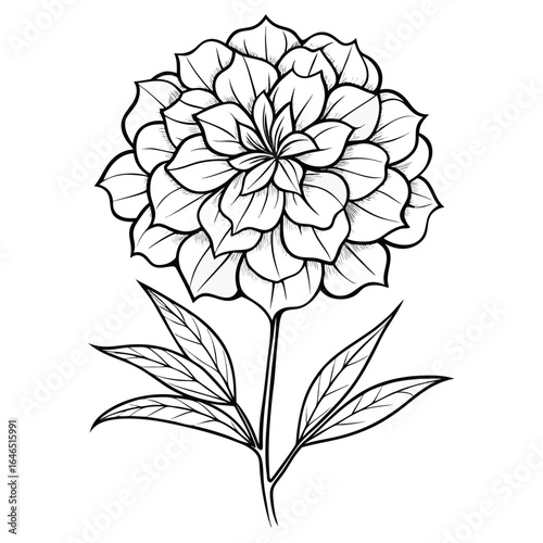 tagetes minuta flower line art vector on-white