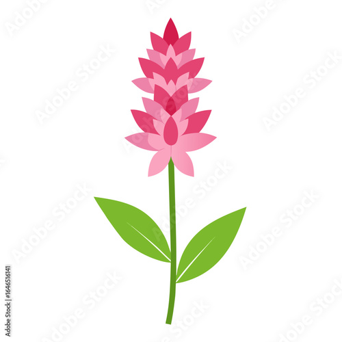 Canvas Print tiarella pink skyrocket flower vector on white background