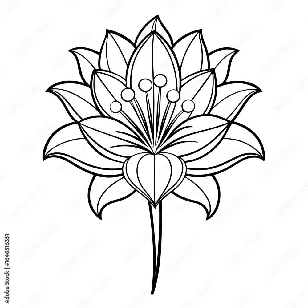 Obraz premium trachelium white flower line art vector on white