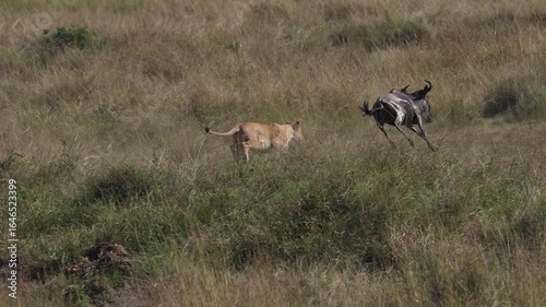 Lion hunting wildebeest in the Maasai Mara during the great migration in Africa 