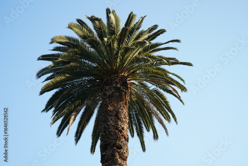 Palm Tree at Sunset Hour 