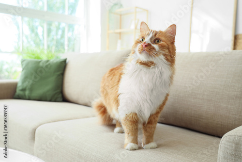 Domestic orange and white c...
