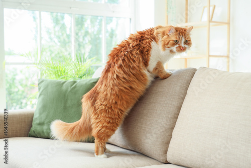 Cute cat on grey sofa at home
